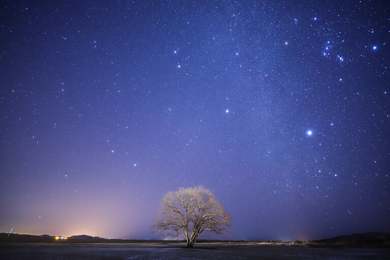 「ハルニレとオリオン」 photo_ka_zu さん