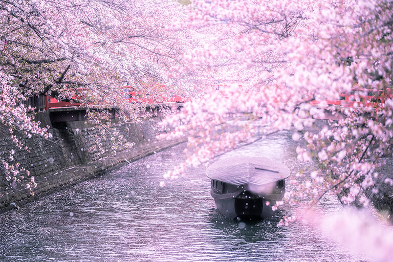「零れ桜」 makoechizenn さん