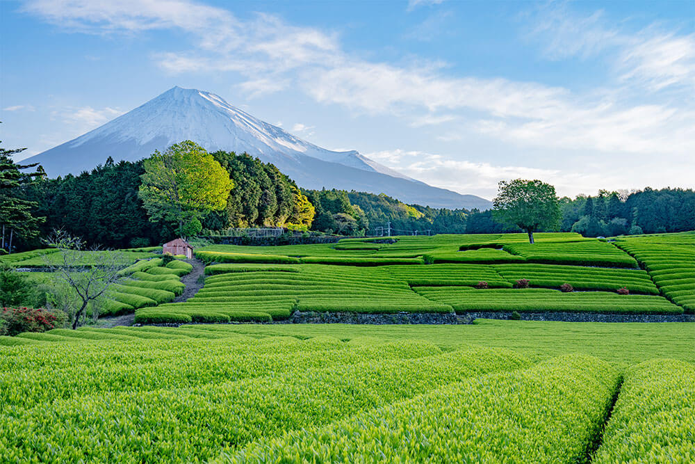 「富士山と茶畑」 hiro2017sony さん