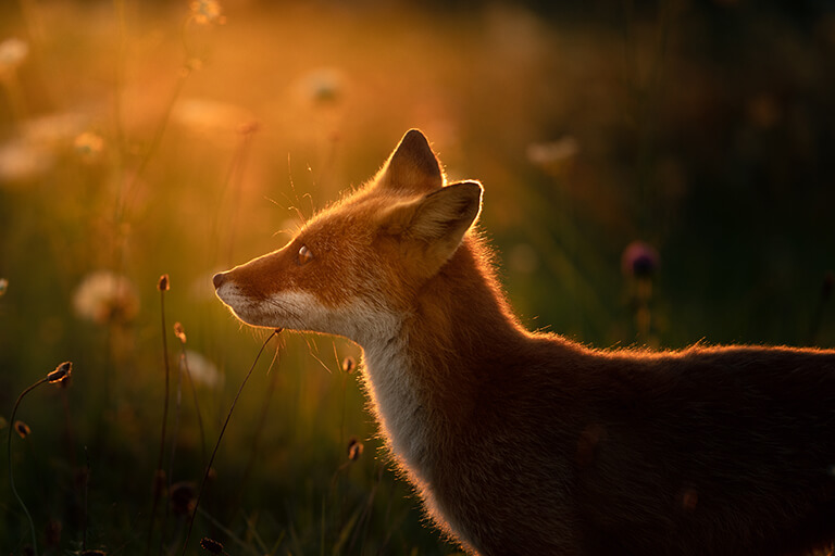 「Evening Glow」　y.abiko.photography さん