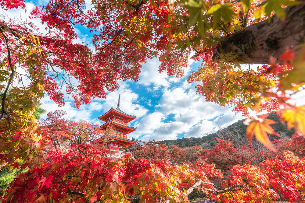 「錦秋に染まる清水寺」 yukkey.con さん