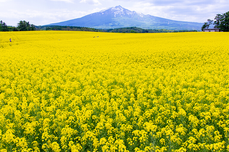 「残雪の岩木山と菜の花畑」 ryuheisuguri さん