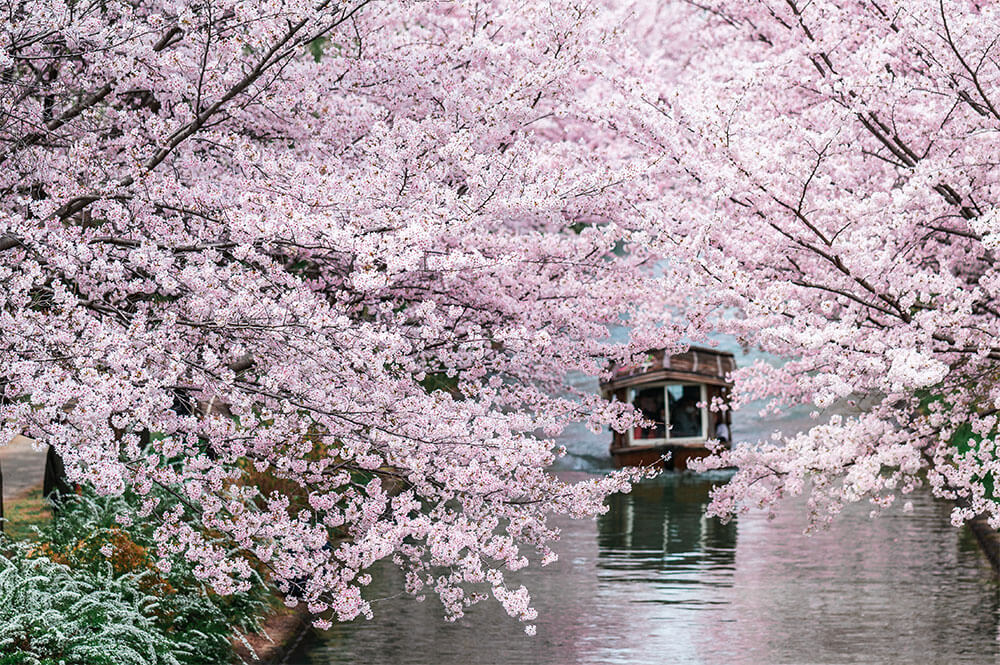 「夢見心地」 rinrin7281_for_photo_contest さん