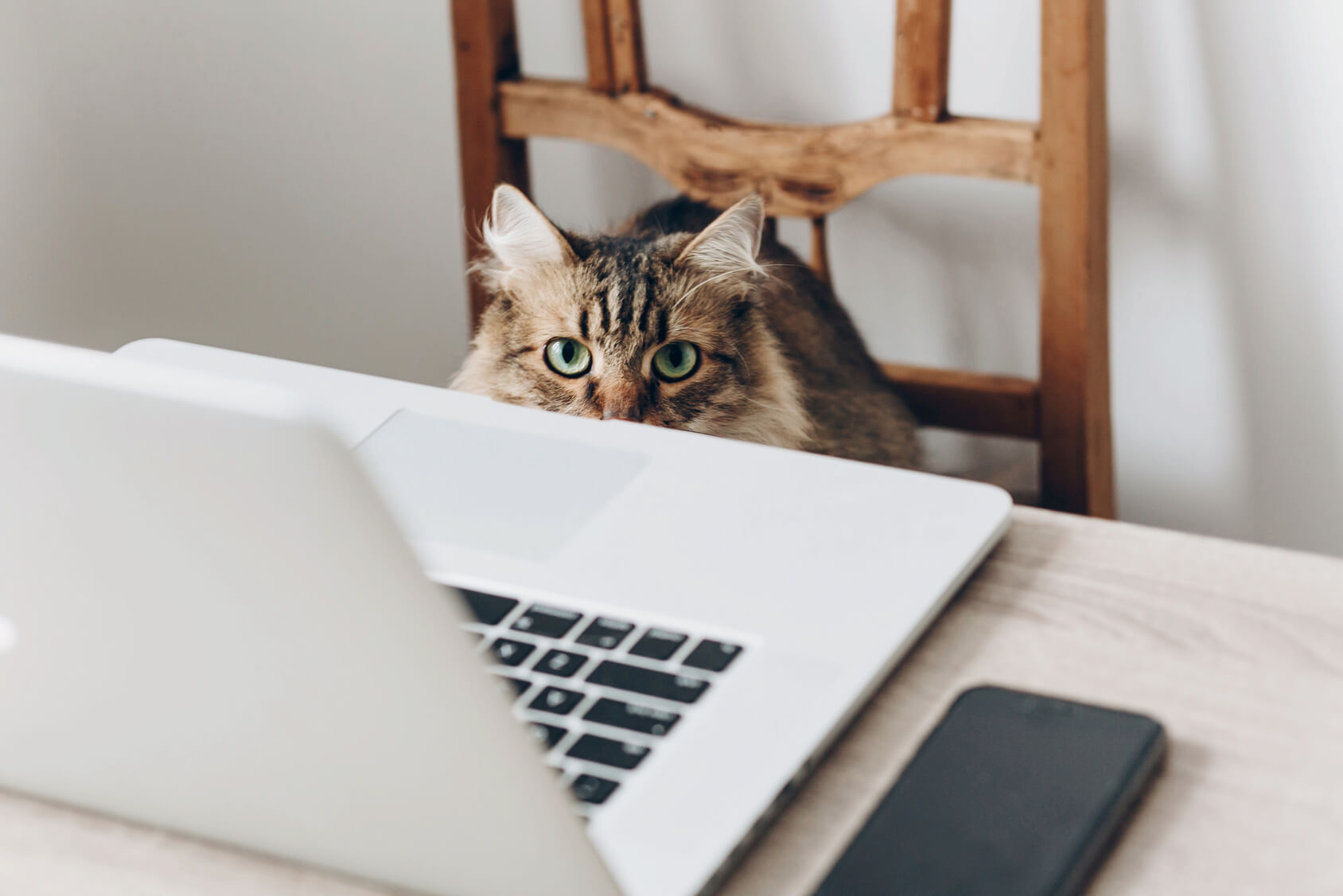パソコンの前にいる猫
