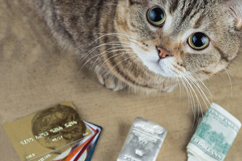 お金の前にいるこちらを見つめる猫