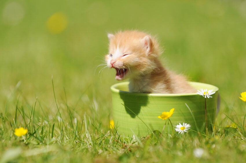 草原で鳴く子猫