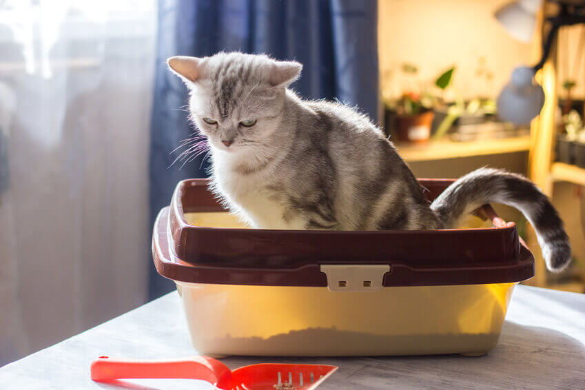 猫のトイレトレーニング～しつけのポイント、うまくいかないときの原因・対処法～ 猫の生活 SBIいきいき少短