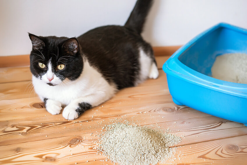 猫のトイレトレーニング しつけのポイント うまくいかないときの原因 対処法 猫の生活 Sbiいきいき少短
