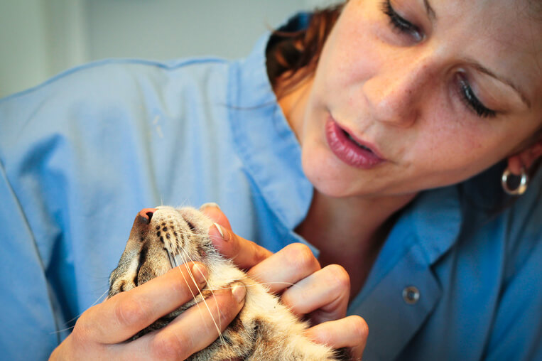 獣医師監修 猫のニキビ あご周りにできるブツブツの原因と対処法 予防法 猫の生活 Sbiいきいき少短