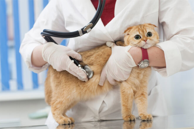 獣医師監修 猫の誤飲が疑われるときのチェック項目と対処法 猫の生活 Sbiいきいき少短