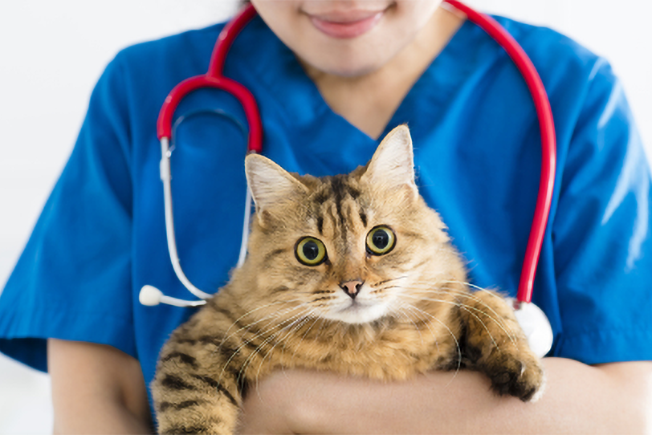 獣医師に抱えられる猫