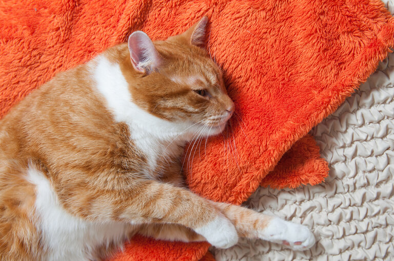 タオルの上に横たわる猫