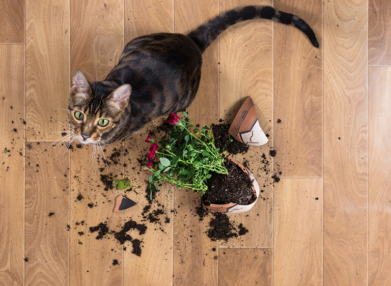割れた植木鉢と猫