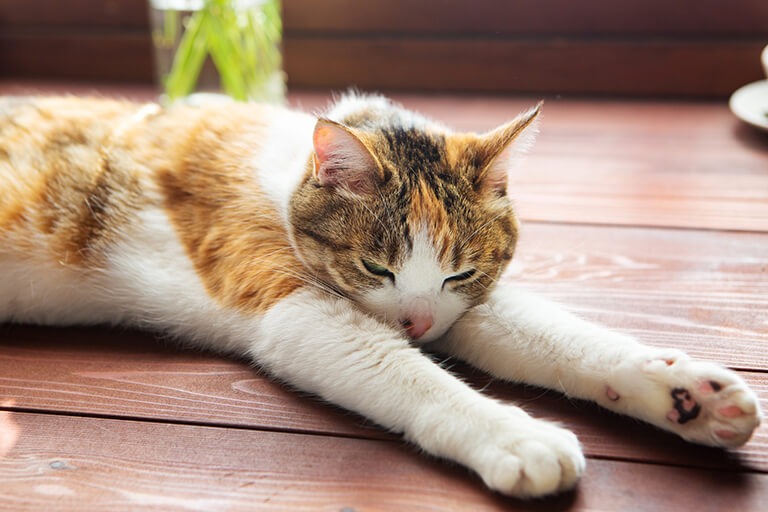 獣医師監修 猫の熱中症とは 気になる対策とその症状を重症度別に解説 猫の生活 Sbiいきいき少短