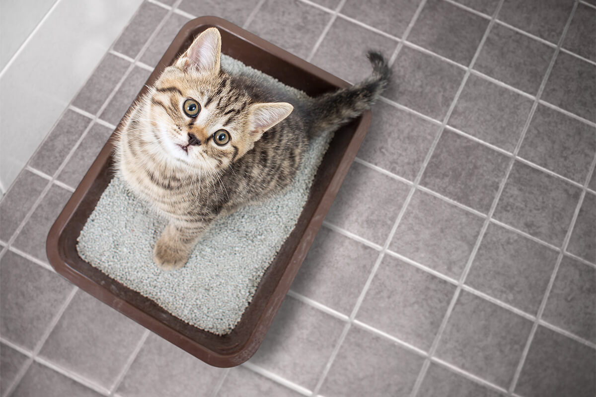 【獣医師監修】猫の膀胱炎の症状とは？～見分け方と対処の仕方、予防方法～