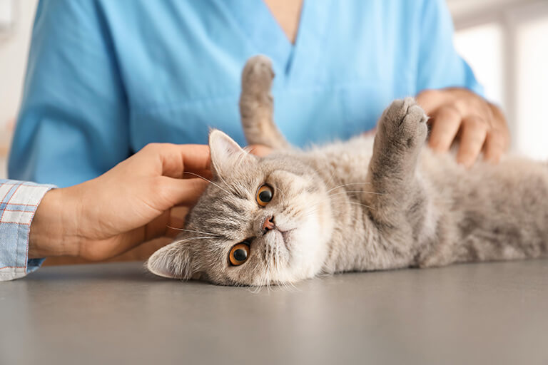 猫 特発 性 膀胱 炎 治ら ない