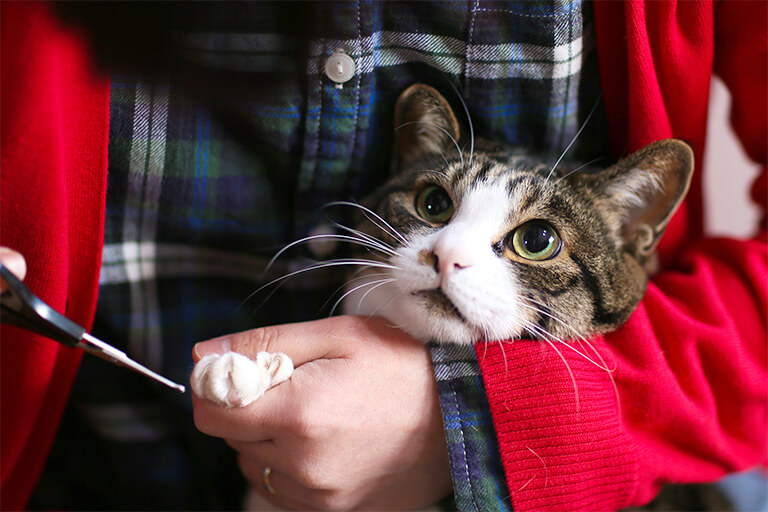 獣医師監修 猫の爪切りってどうやるの 嫌がる場合は 飼い主さんの悩みを解決 猫の生活 Sbiいきいき少短