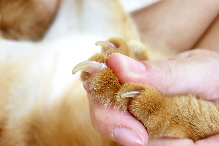 獣医師監修 猫の爪切りってどうやるの 嫌がる場合は 飼い主さんの悩みを解決 猫の生活 Sbiいきいき少短