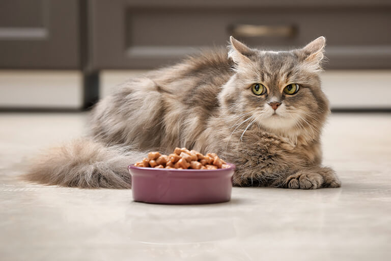 猫がご飯を食べないのは、飽きたから？それとも病気？～食欲不振の理由と対処法～