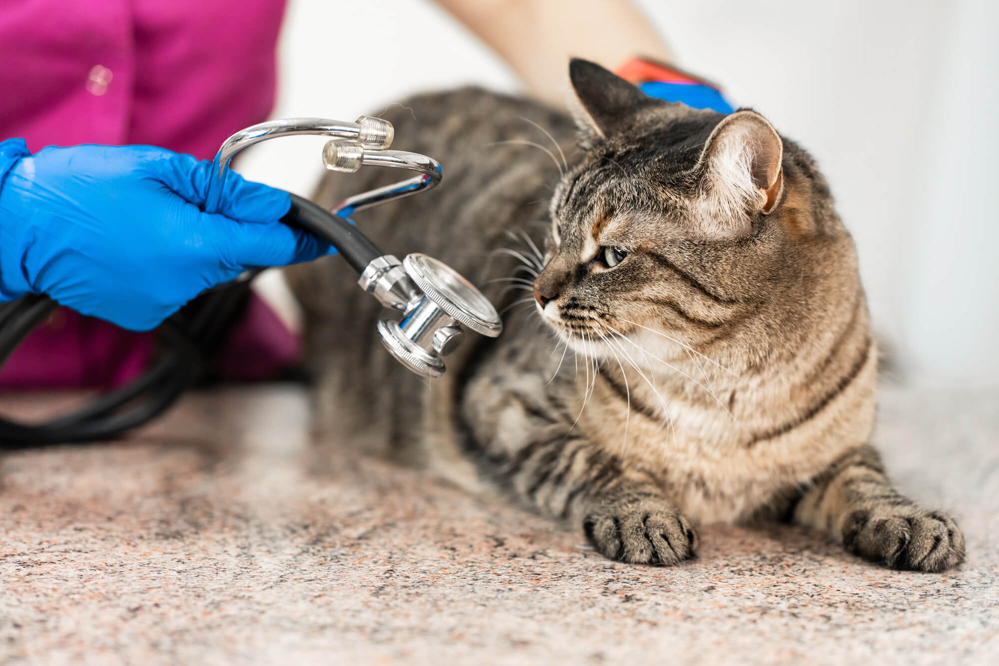 獣医師監修 猫の便秘の原因やよく出る症状は 予防には日ごろの対策が重要 猫の生活 Sbiいきいき少短