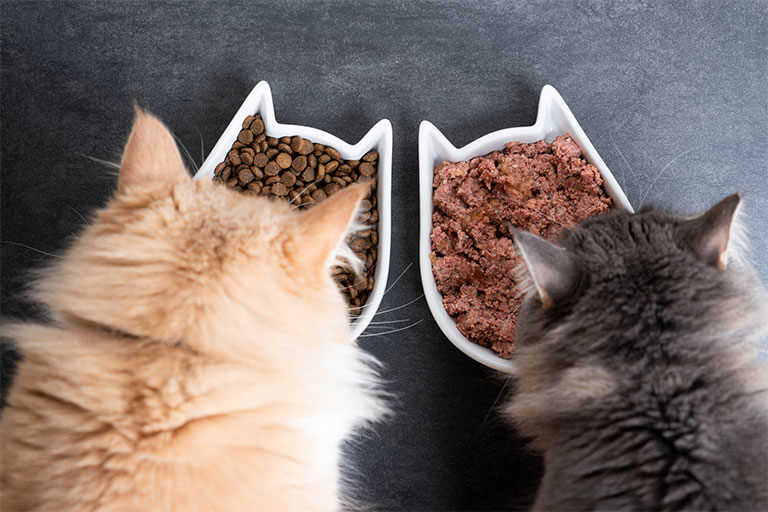 ご飯を食べる二匹の猫