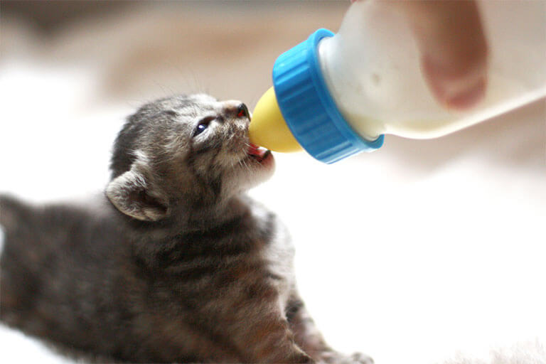 猫用ミルクとは？作り方や飲まないときの対処法、ミルクがないときの代用品も解説