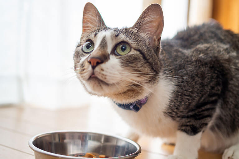 【獣医師監修】猫が食べてはいけないもの一覧！危険な成分や食べてしまったときの対処法は？