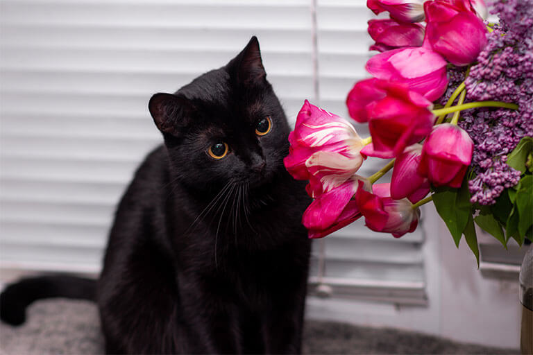花の前にいる猫