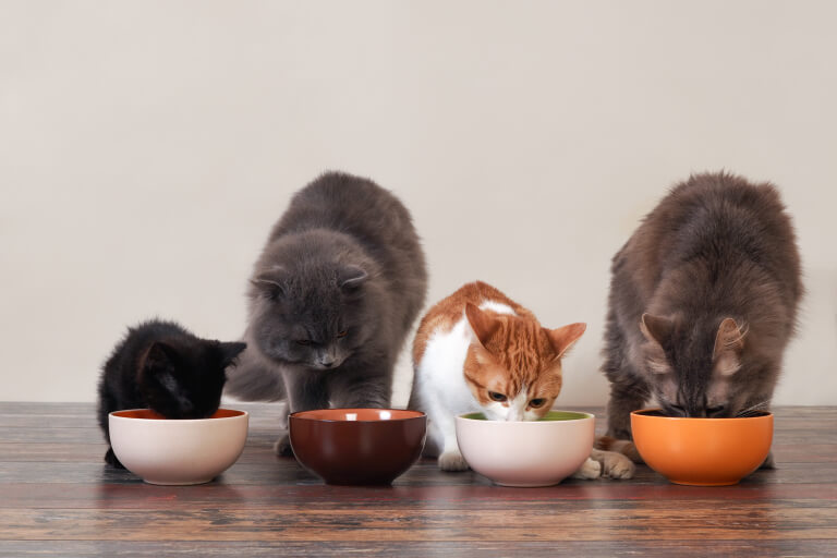 集まってご飯を食べる4匹の猫