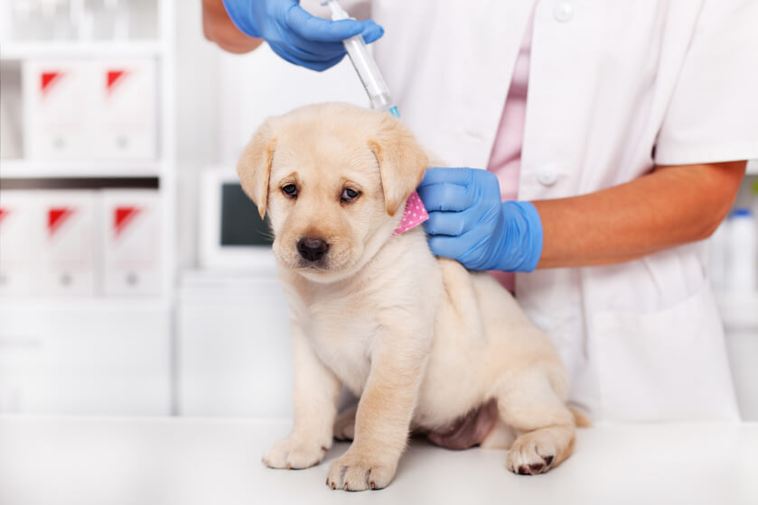 【獣医師監修】子犬のワクチンは何種類？散歩に出かけられるのはいつから？