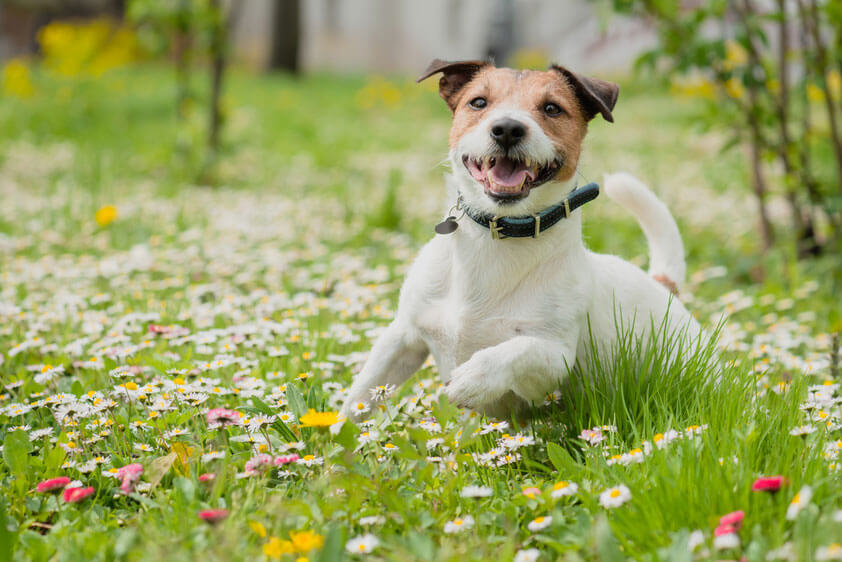 獣医師監修 犬のノミ対処方法とは 防止 駆除方法やダニとの違いも解説 犬の生活 Sbiいきいき少短