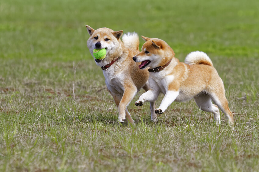 遊ぶ二匹の犬