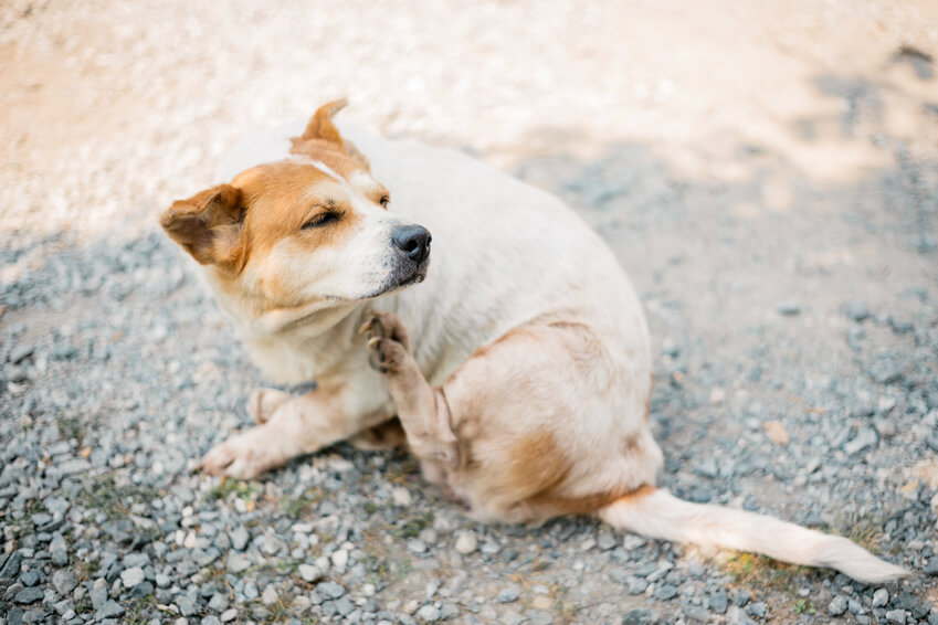 獣医師監修 犬のノミ対処方法とは 防止 駆除方法やダニとの違いも解説 犬の生活 Sbiいきいき少短