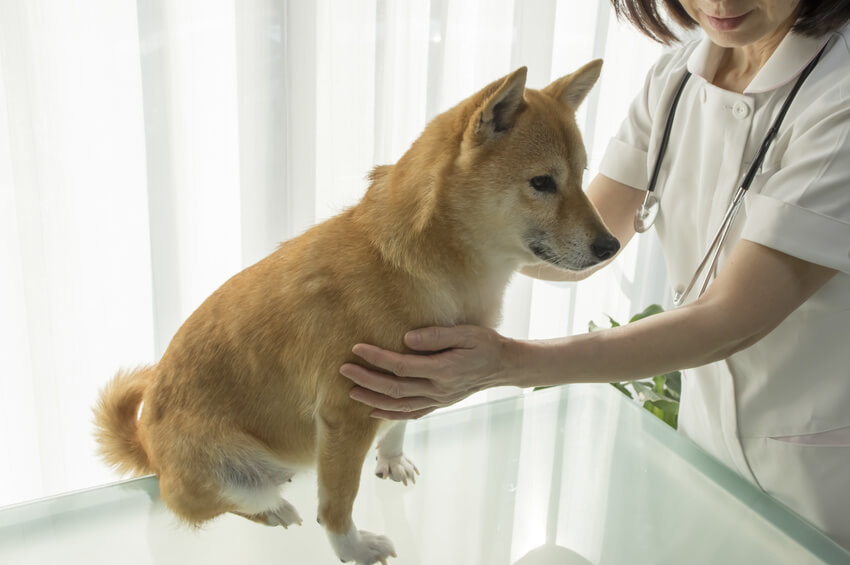 獣医師監修 犬のノミ対処方法とは 防止 駆除方法やダニとの違いも解説 犬の生活 Sbiいきいき少短