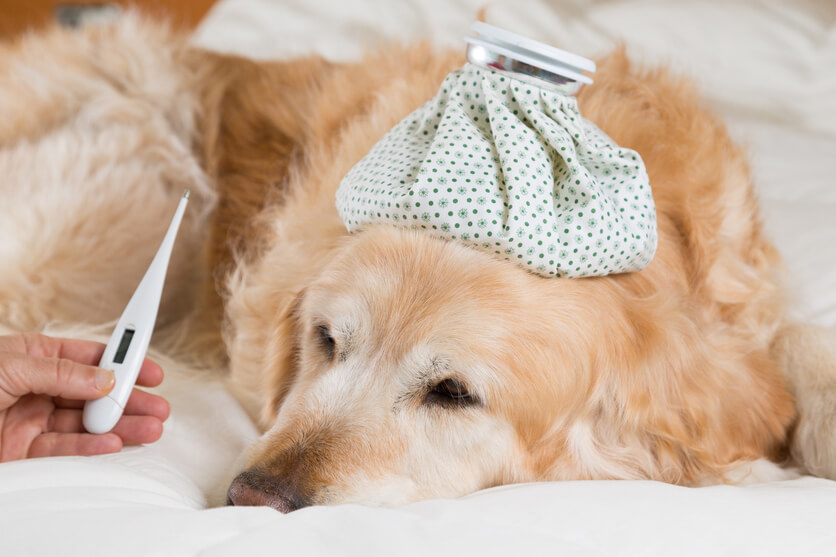 【獣医師監修】犬の熱中症の見分け方～もしもの際の応急処置や治療法、予防策を紹介～