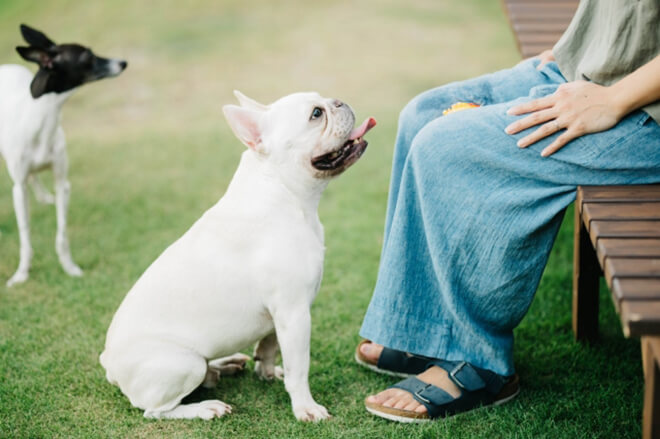 犬のしつけ～おさえておきたい基本的な項目と、ポイント・注意点を伝授！～