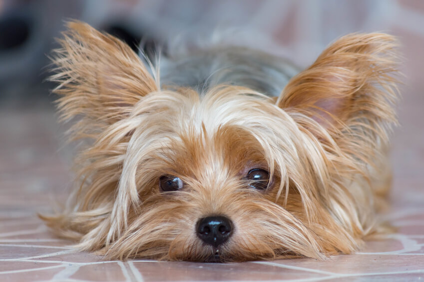 獣医師監修 犬のがんの早期発見チェック項目と 原因 対処法を解説 犬の生活 Sbiいきいき少短