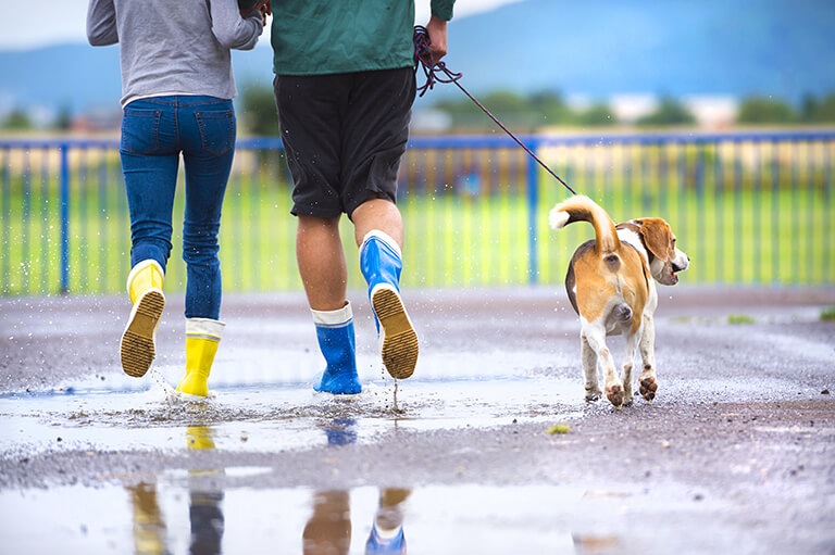 雨の中散歩する人と犬
