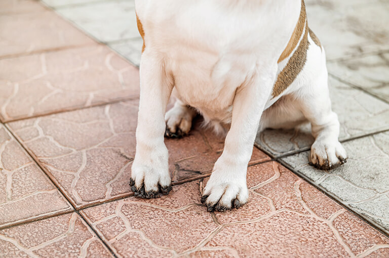 雨の日の犬のお散歩はするべき するときの注意点やデメリットは 犬の生活 Sbiいきいき少短