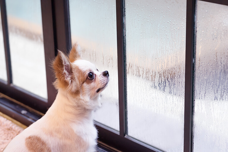 雨の日の犬のお散歩はするべき するときの注意点やデメリットは 犬の生活 Sbiいきいき少短