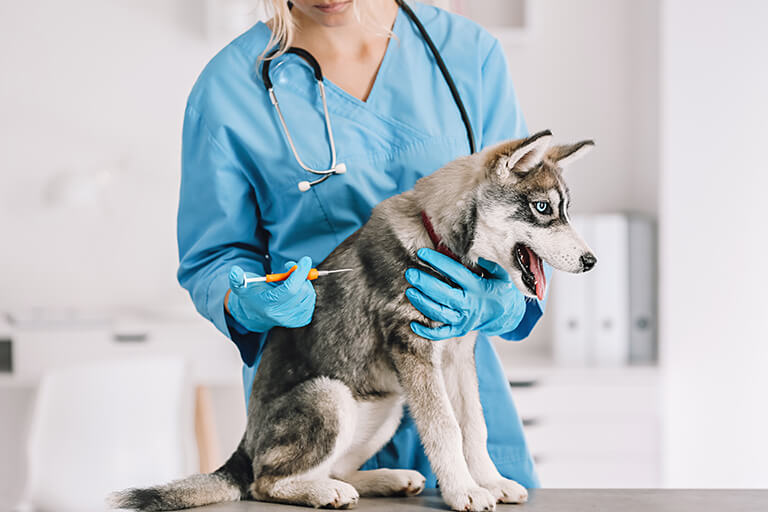 【獣医師監修】犬のマイクロチップ装着は進んでいる？費用や登録方法、安全性を解説