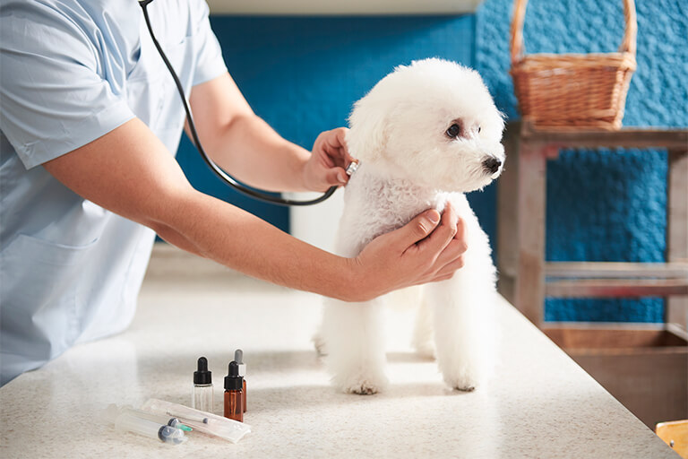 獣医師監修 犬の誤飲 誤食が疑われるときのチェック項目と予防策 犬の生活 Sbiいきいき少短
