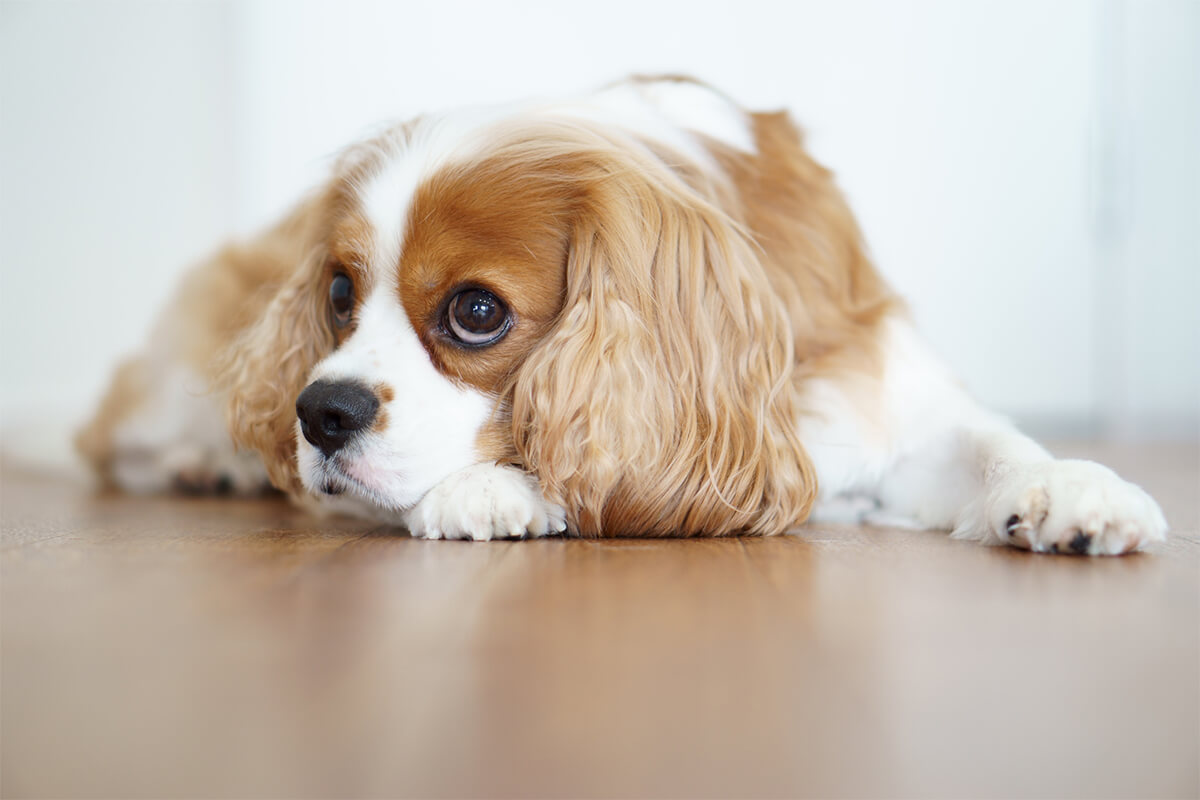 犬のストレスサインは行動やしぐさでわかる 原因や解消方法を解説 犬の生活 Sbiいきいき少短