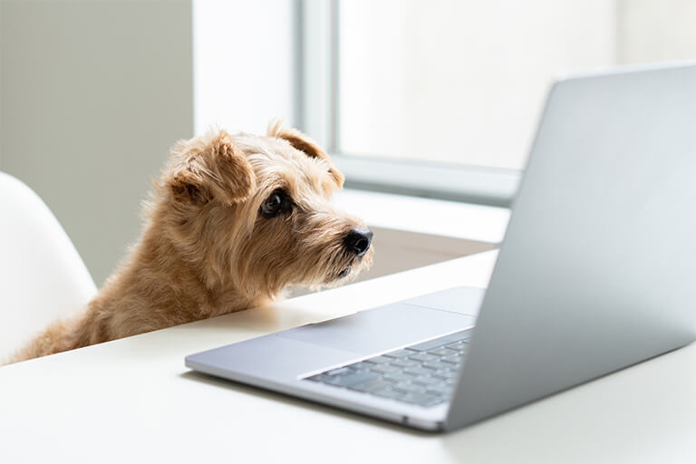 パソコンを見る犬