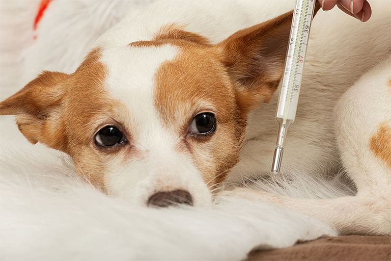 獣医師監修 犬の嘔吐 吐出の原因は 吐いたものから考えられる病気を解説 犬の生活 Sbiいきいき少短