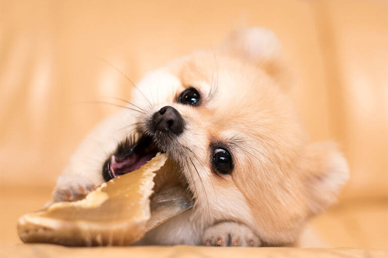 獣医師監修 犬が食べてはいけないものとその理由は 誤飲 誤食したときの対処法も解説 犬の生活 Sbiいきいき少短