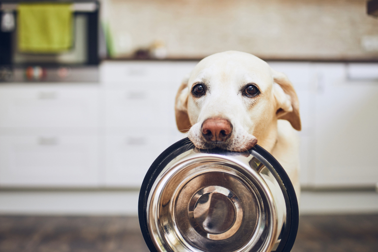 餌用の食器を加える犬